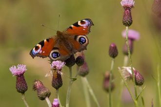 Peacock butterfly