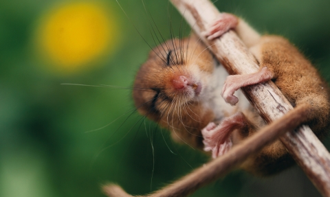 Dormouse