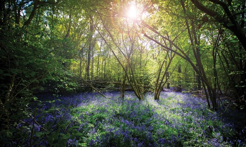 Cucknell's Wood