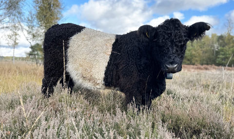 Belted Galloway cow