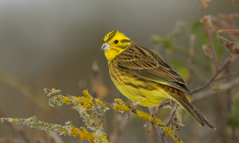 Yellowhammer