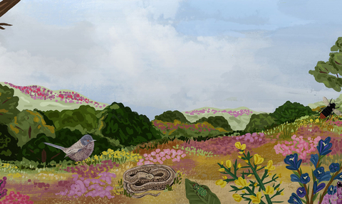 Heathland illustration