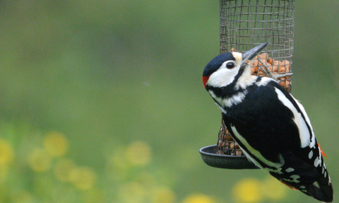 Great spotted woodpecker on feeder