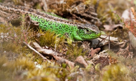 Sand Lizard