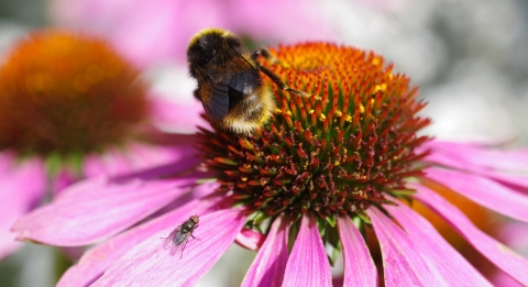 How Wildlife Friendly Is Your Garden? | Surrey Wildlife Trust