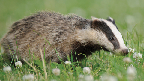 Badger in clover field