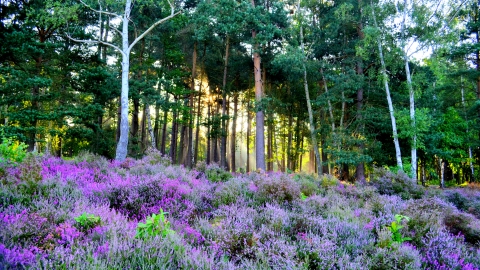 ockham common wisley hawkins