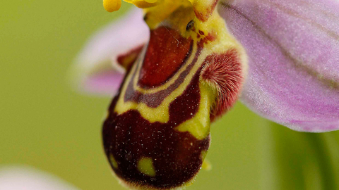 Bee orchid