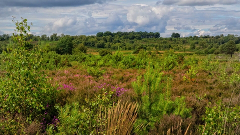 Chobham Common