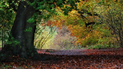 Sheepleas in Autumn