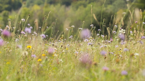 Chalk grassland at Sheepleas