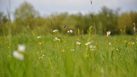 chalk grassland