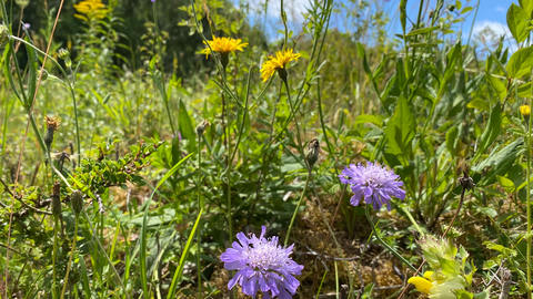 Scabious at Howell Hill