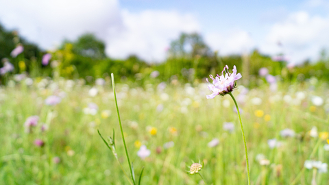 Scabious on Sheepleas nature reserve