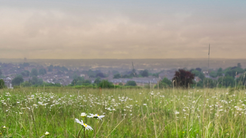 Pewley Meadows