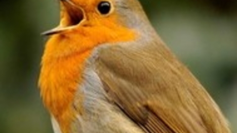 robin - bird song