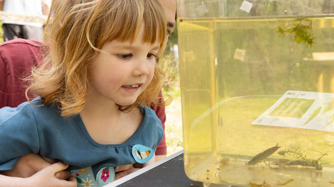 A child looking at aquatic invertebrates in a tank