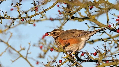 Winter Migratory Birds