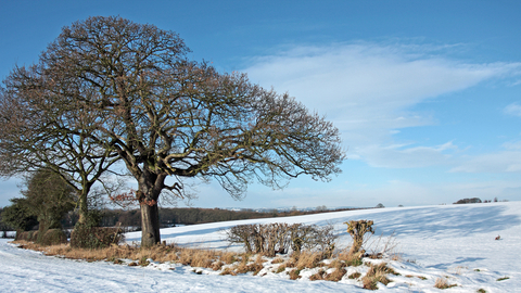 Trees in Winter