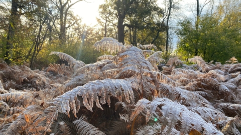 Image of frosty leaves and trees