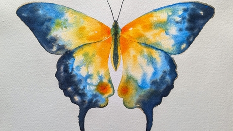 Butterfly Art