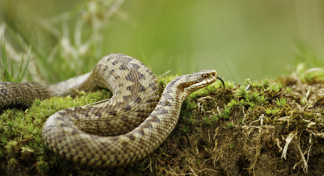 Mapping the Lost Range of Surrey’s Adders | Surrey Wildlife Trust