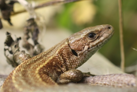 Common lizard