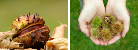 Horse chestnut and sweet chestnut