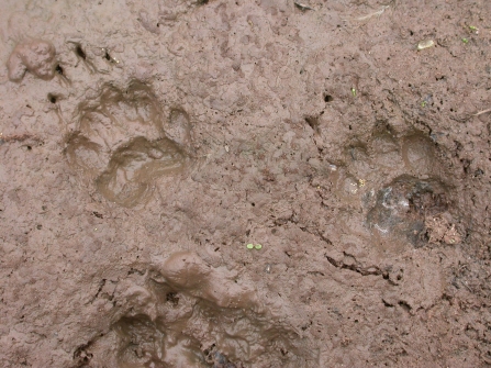 Badger tracks