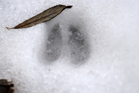 Deer tracks