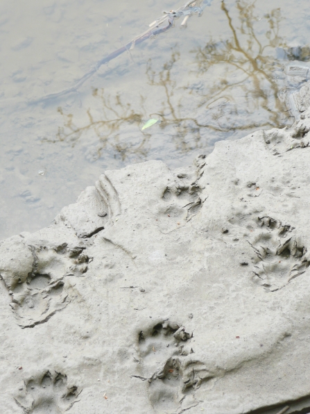 Otter tracks