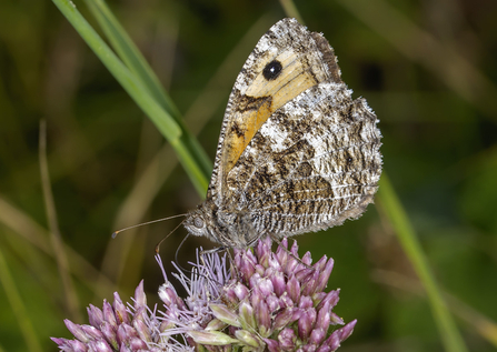 Grayling butterfly