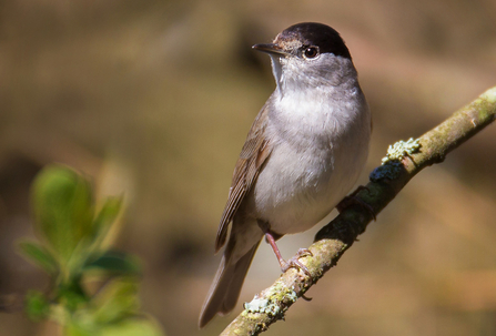 Blackcap