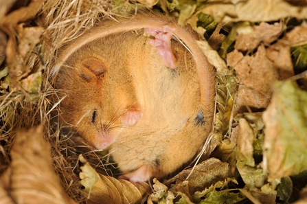 Dormouse