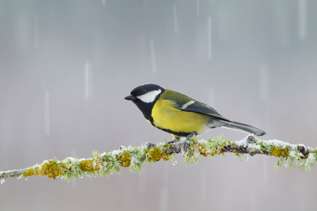 Great tit