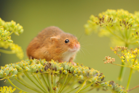 Harvest mouse