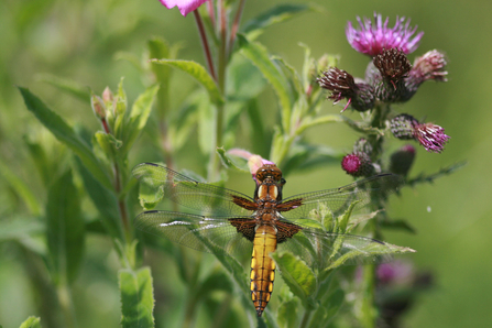 Broad bodied chaser