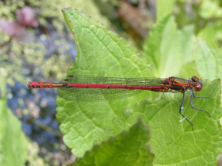 Large red damselfly