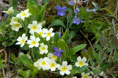 Primrose