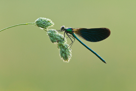 Beautiful demoiselle