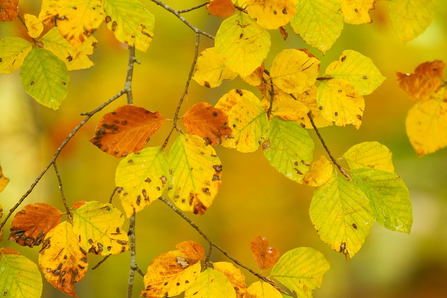 Beech wood