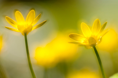 Lesser celandine 