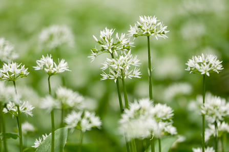 Wild Garlic