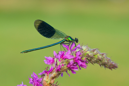 Banded demoiselle