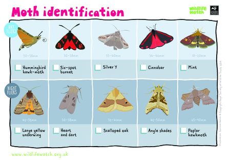 https://www.surreywildlifetrust.org/sites/default/files/styles/scaled_default/public/2021-08/MOTH-IDENTIFICATION_0.jpg?itok=0Plqxgfz