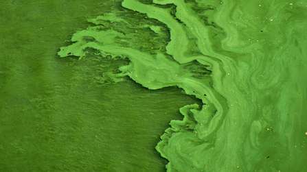 algae bloom