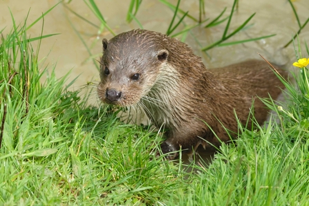 Otter