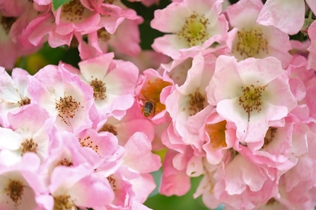 Wasp on a pink flower