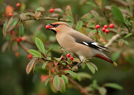 Waxwing