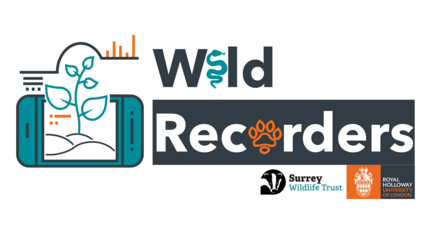 Wild recorders